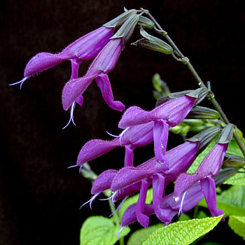 Salvia-'Purple-Majesty'.jpg