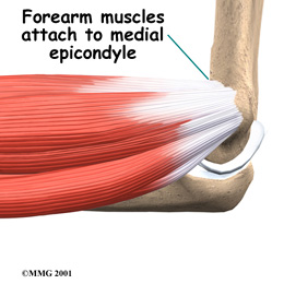 elbow_medepi_anatomy01.jpg