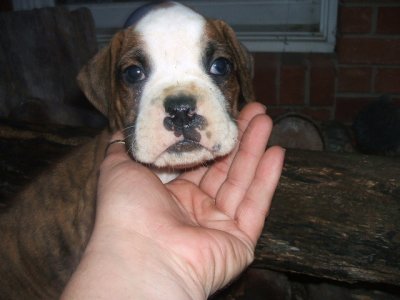 Sister's puppies 003.jpg