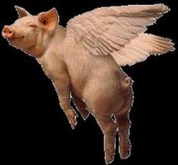 when pigs fly.jpg