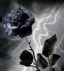 blackrose