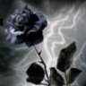 blackrose