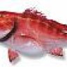 Redsnapper