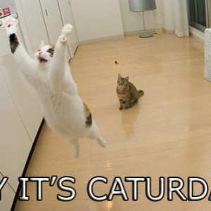 caturday 1